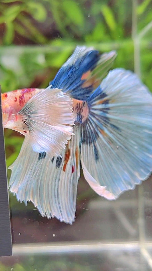 HALFMOON SUPER DUMBO EAR WHITE MULTICOLOR BETTA FISH