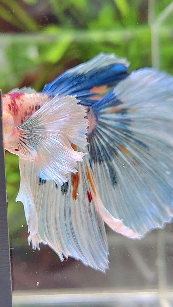 HALFMOON SUPER DUMBO EAR WHITE MULTICOLOR BETTA FISH