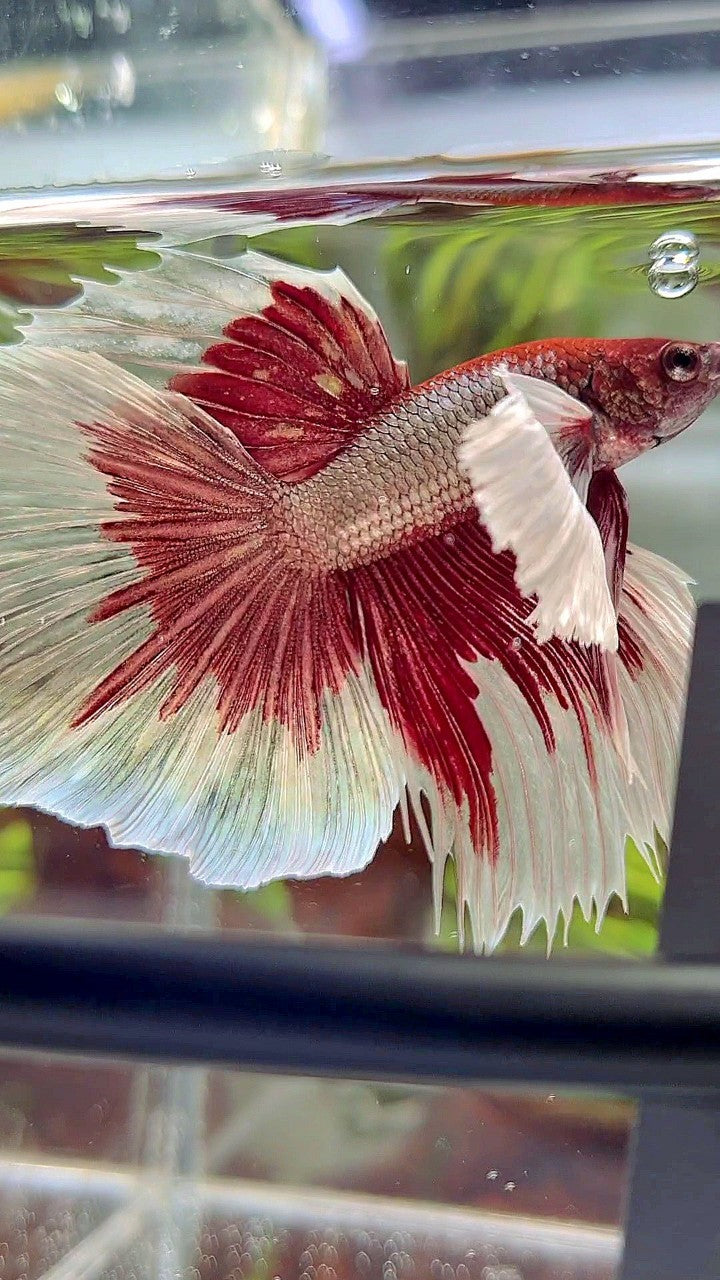 HALFMOON SUPER DUMBO EAR RED COPPER BETTA FISH