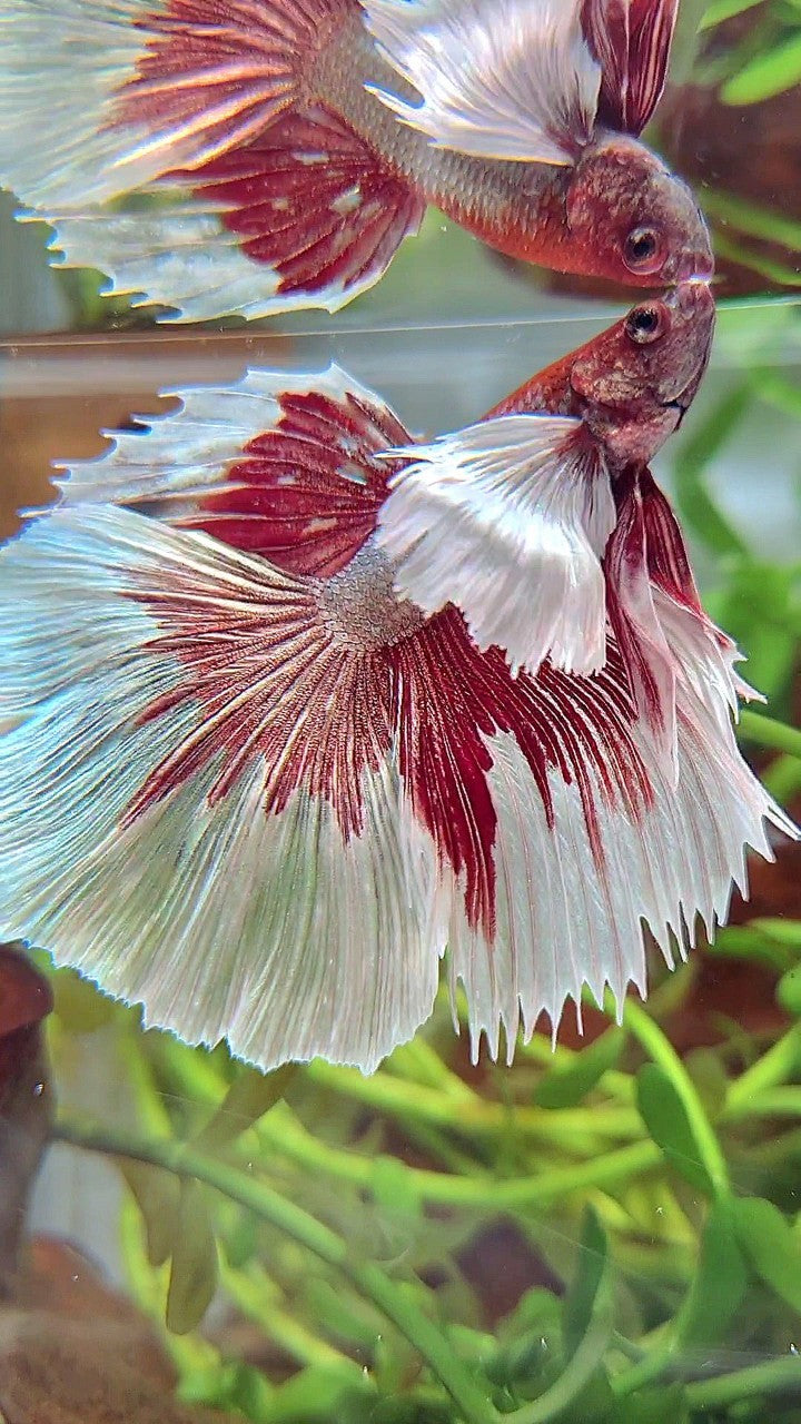 HALFMOON SUPER DUMBO EAR RED COPPER BETTA FISH