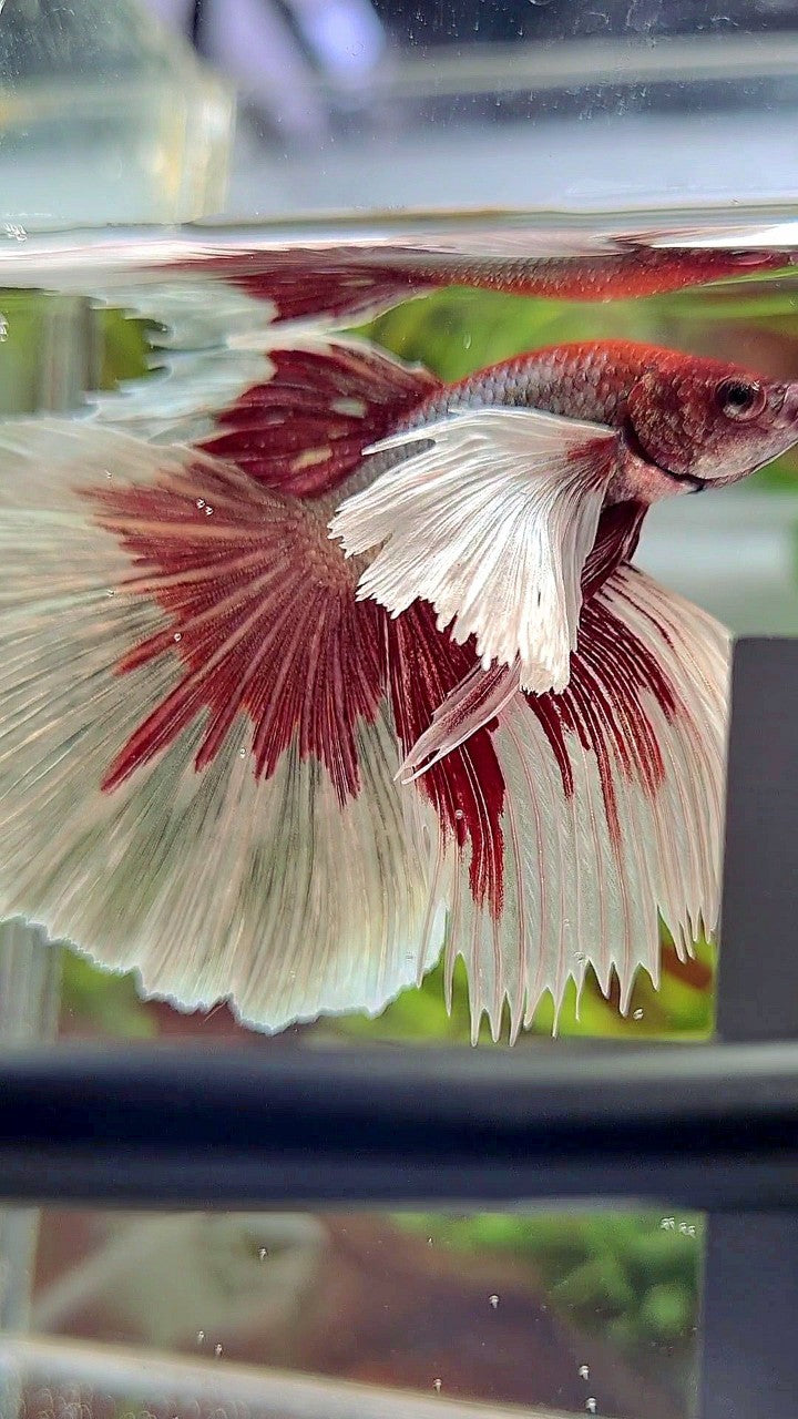 HALFMOON SUPER DUMBO EAR RED COPPER BETTA FISH