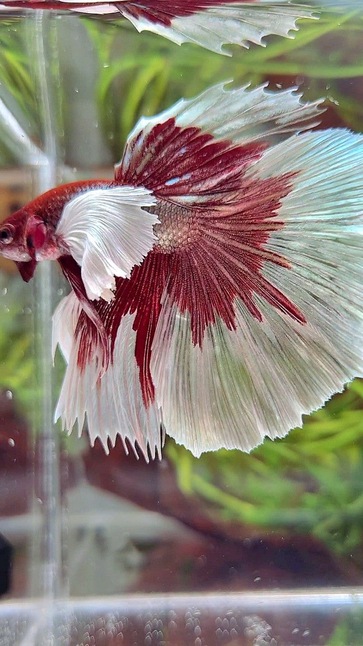 HALFMOON SUPER DUMBO EAR RED COPPER BETTA FISH