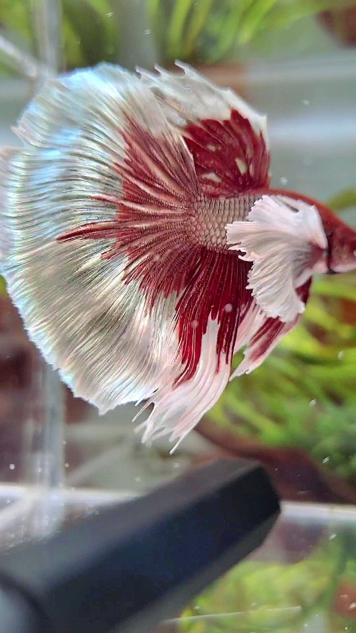 HALFMOON SUPER DUMBO EAR RED COPPER BETTA FISH