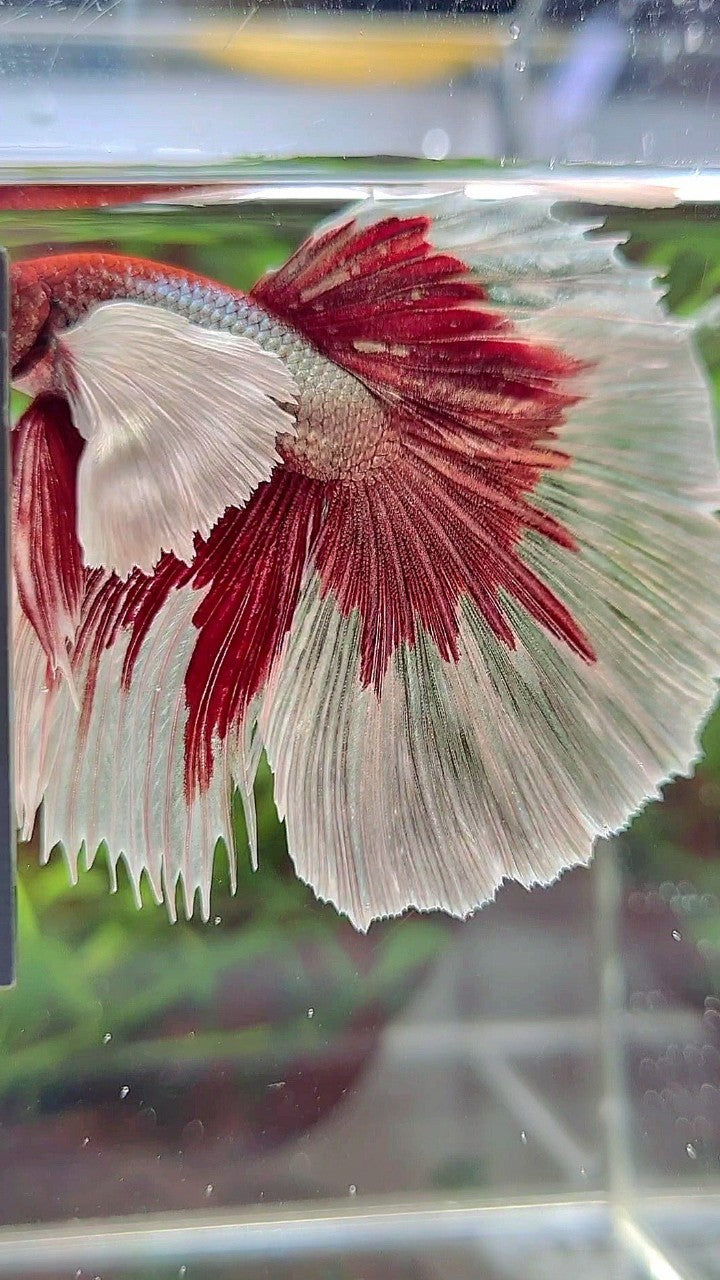 HALFMOON SUPER DUMBO EAR RED COPPER BETTA FISH