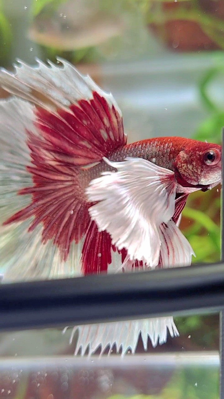 HALFMOON SUPER DUMBO EAR RED COPPER BETTA FISH