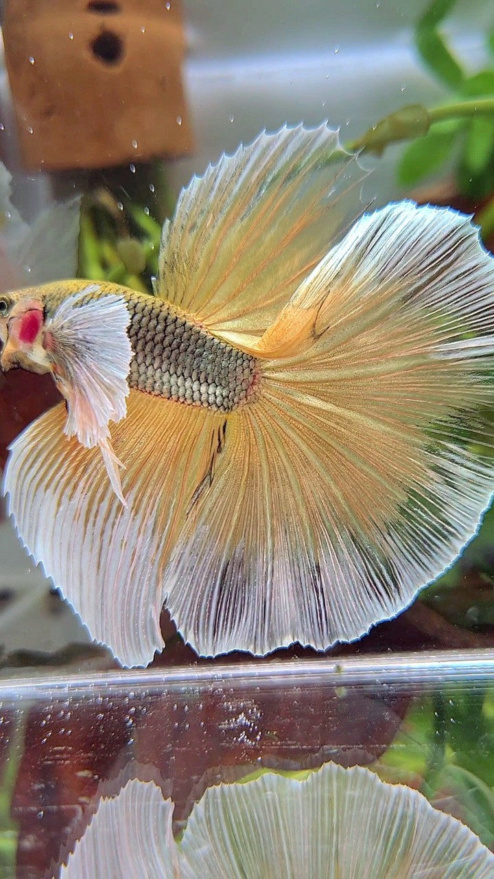 HALFMOON SUPER DUMBO EAR YELLOW COPPER PINEAPPLE BETTA FISH