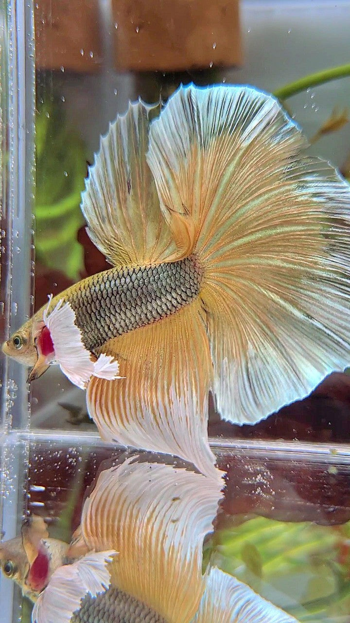 HALFMOON SUPER DUMBO EAR YELLOW COPPER PINEAPPLE BETTA FISH