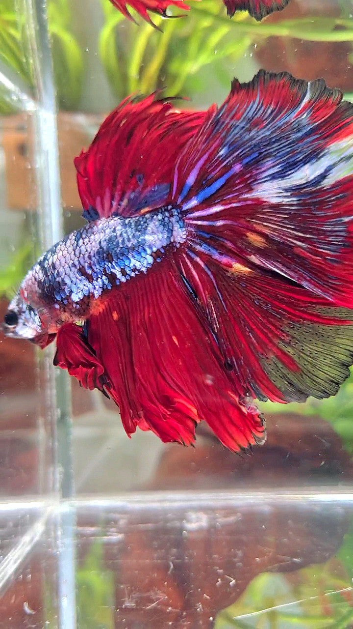 XL HALFMOON ROSETAIL RED BLUE FANCY MULTICOLOR BETTA FISH