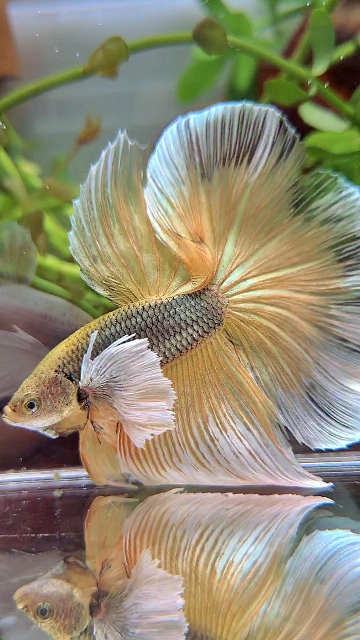 HALFMOON SUPER DUMBO EAR YELLOW COPPER PINEAPPLE BETTA FISH