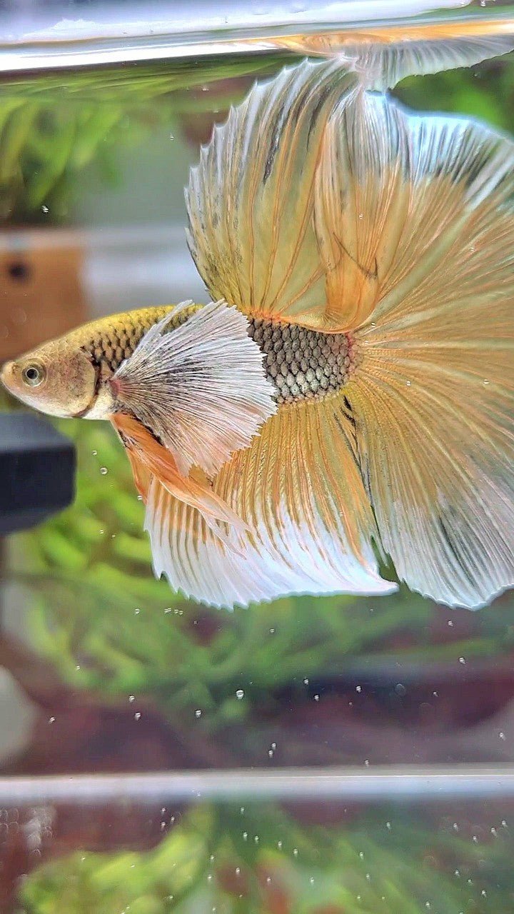 HALFMOON SUPER DUMBO EAR YELLOW COPPER PINEAPPLE BETTA FISH