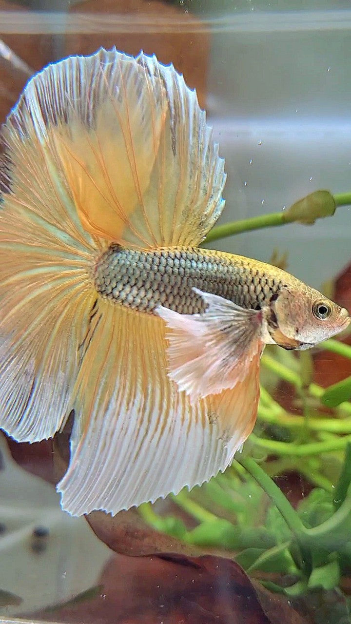 HALFMOON SUPER DUMBO EAR YELLOW COPPER PINEAPPLE BETTA FISH