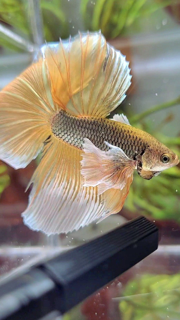 HALFMOON SUPER DUMBO EAR YELLOW COPPER PINEAPPLE BETTA FISH