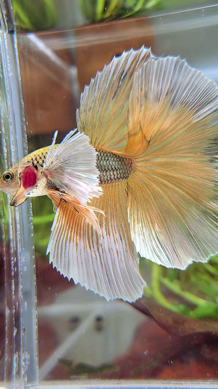 HALFMOON SUPER DUMBO EAR YELLOW COPPER PINEAPPLE BETTA FISH