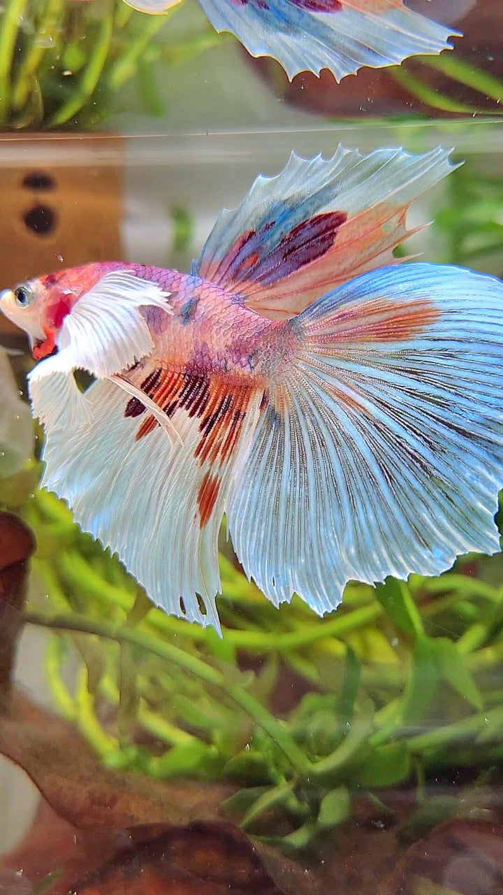 HALFMOON SUPER DUMBO EAR WHITE CANDY MULTICOLOR BETTA FISH