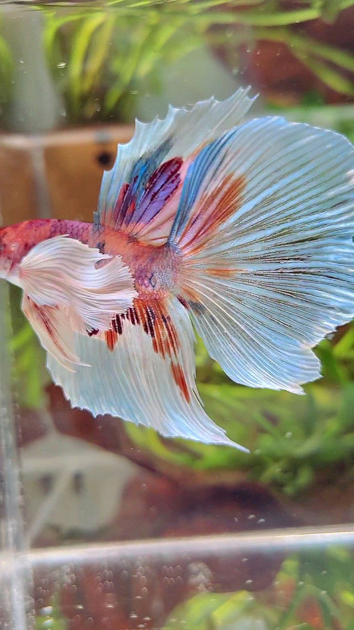 HALFMOON SUPER DUMBO EAR WHITE CANDY MULTICOLOR BETTA FISH