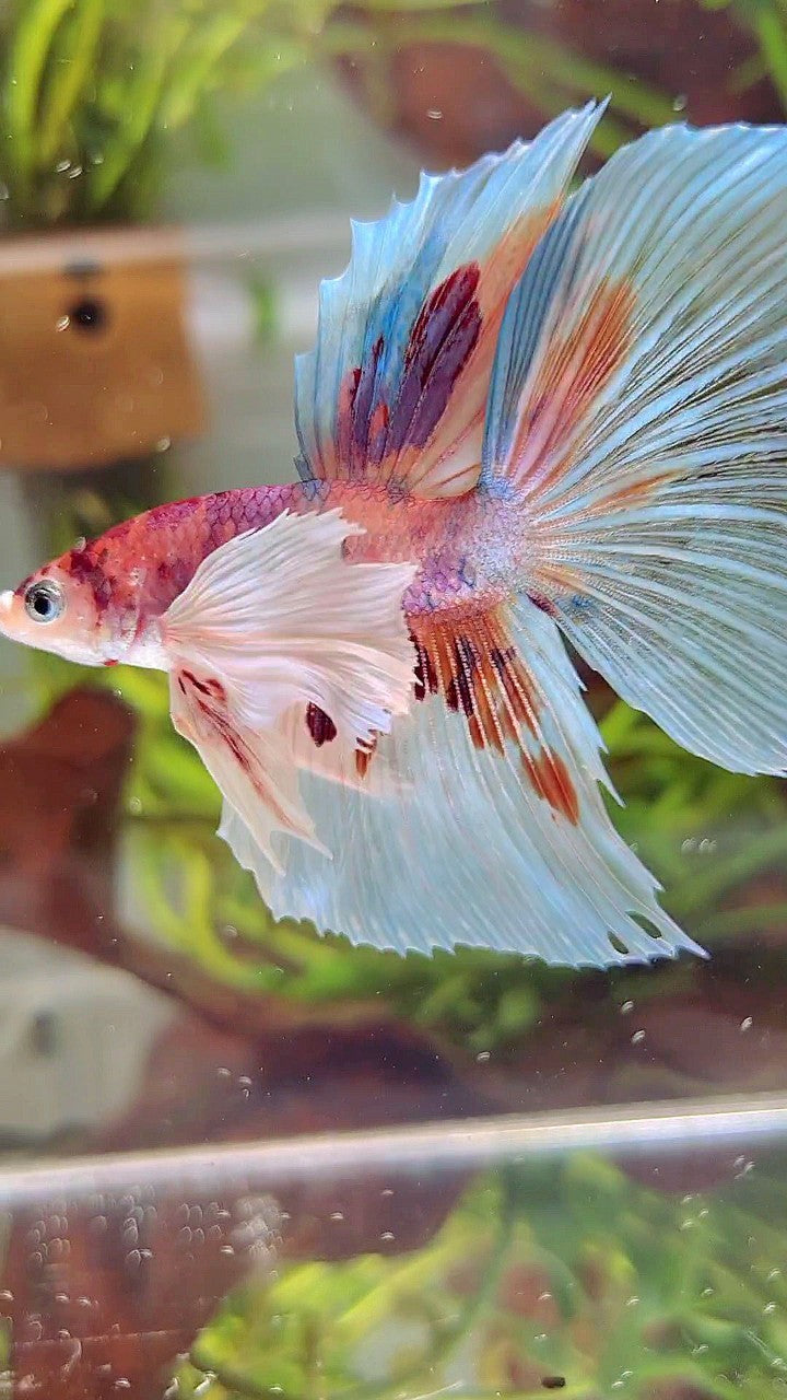 HALFMOON SUPER DUMBO EAR WHITE CANDY MULTICOLOR BETTA FISH