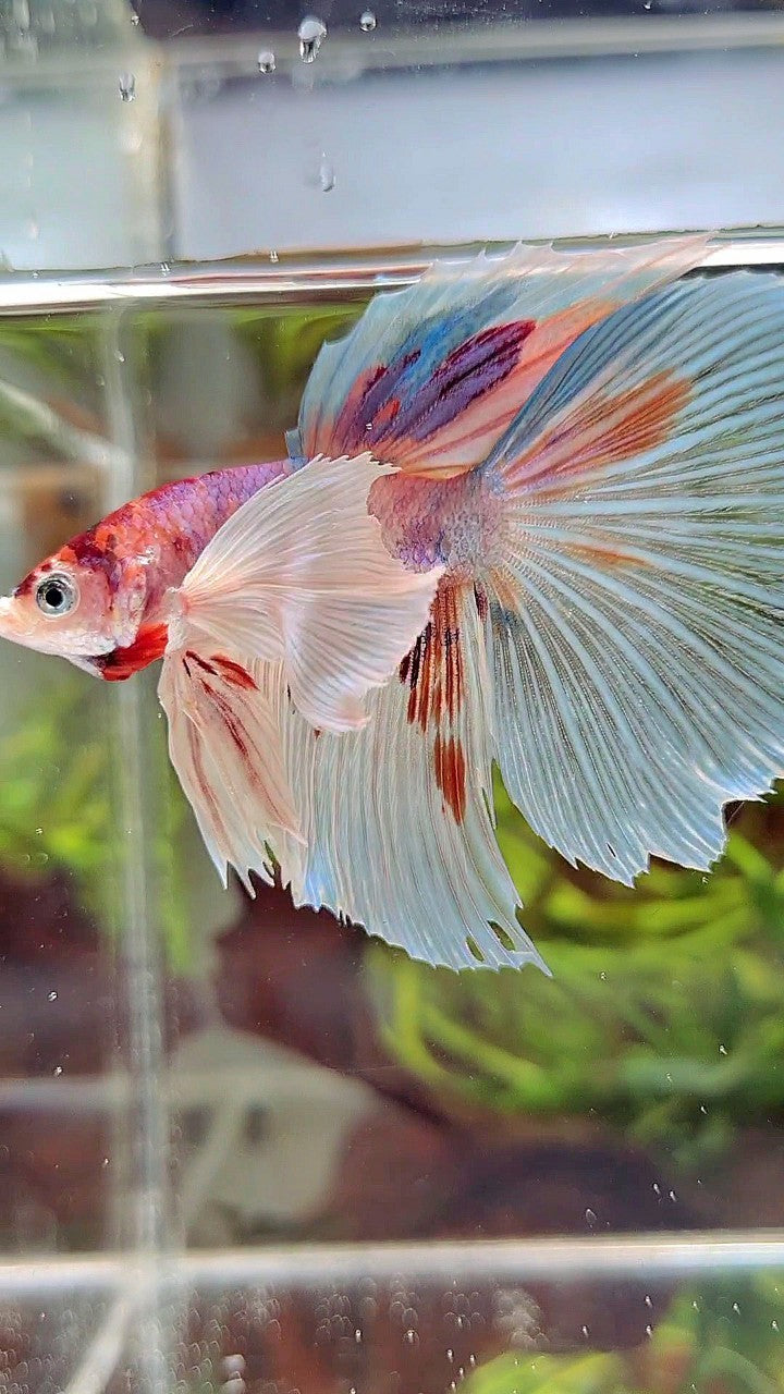 HALFMOON SUPER DUMBO EAR WHITE CANDY MULTICOLOR BETTA FISH