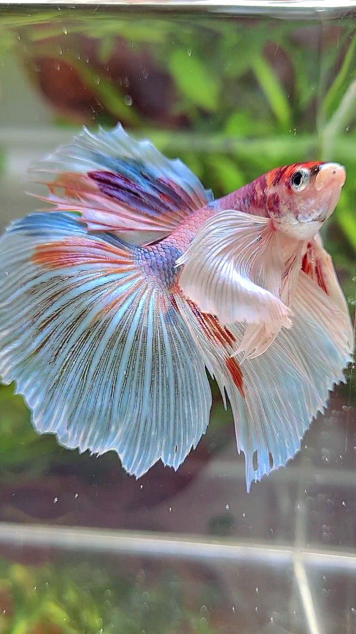 HALFMOON SUPER DUMBO EAR WHITE CANDY MULTICOLOR BETTA FISH