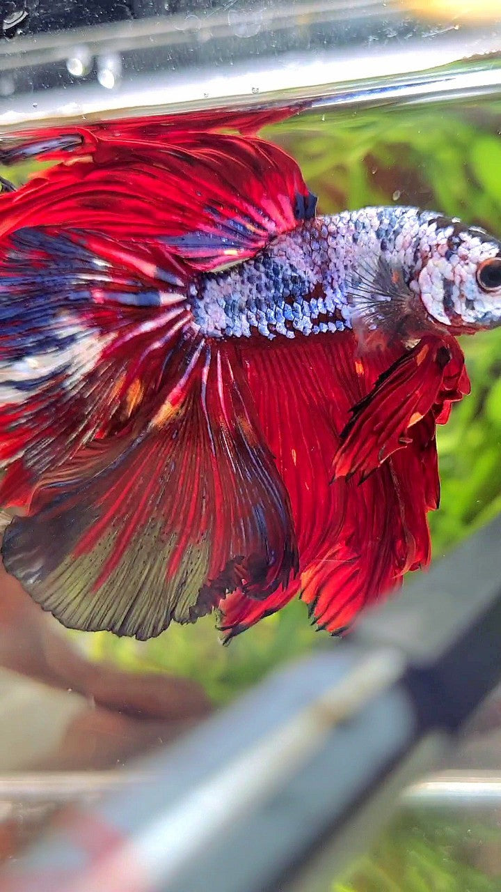 XL HALFMOON ROSETAIL RED BLUE FANCY MULTICOLOR BETTA FISH