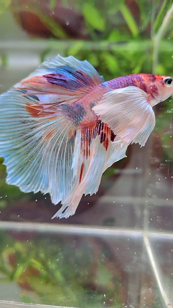 HALFMOON SUPER DUMBO EAR WHITE CANDY MULTICOLOR BETTA FISH