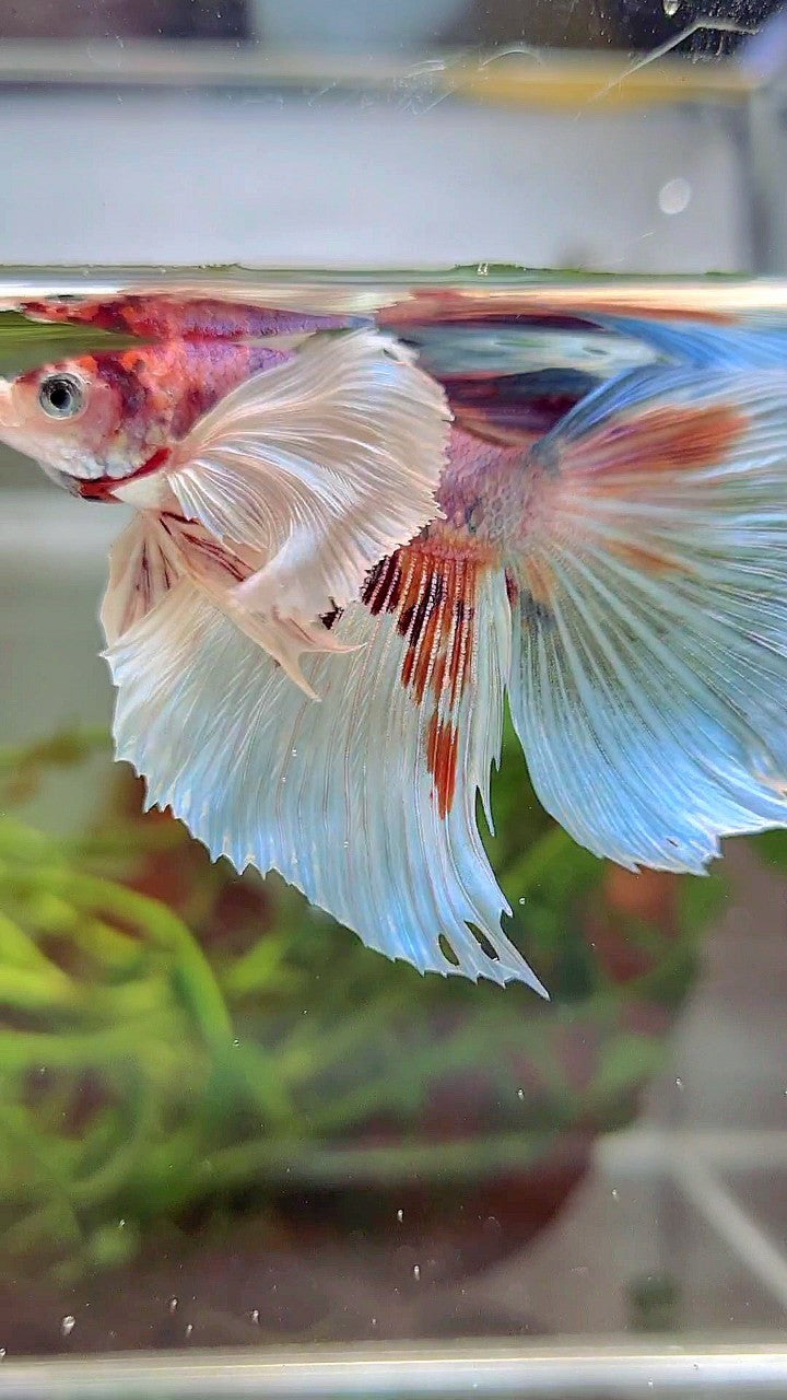 HALFMOON SUPER DUMBO EAR WHITE CANDY MULTICOLOR BETTA FISH