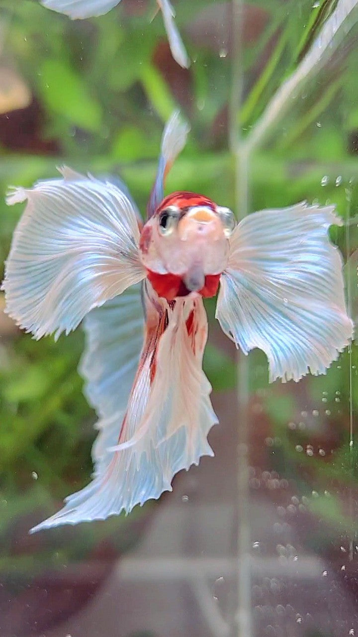 HALFMOON SUPER DUMBO EAR WHITE CANDY MULTICOLOR BETTA FISH