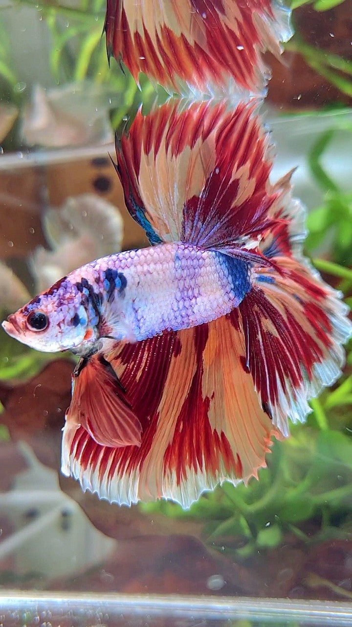 XL HALFMOON ROSETAIL CANDY NEMO FIRE PATTERN MULTICOLOR BETTA FISH