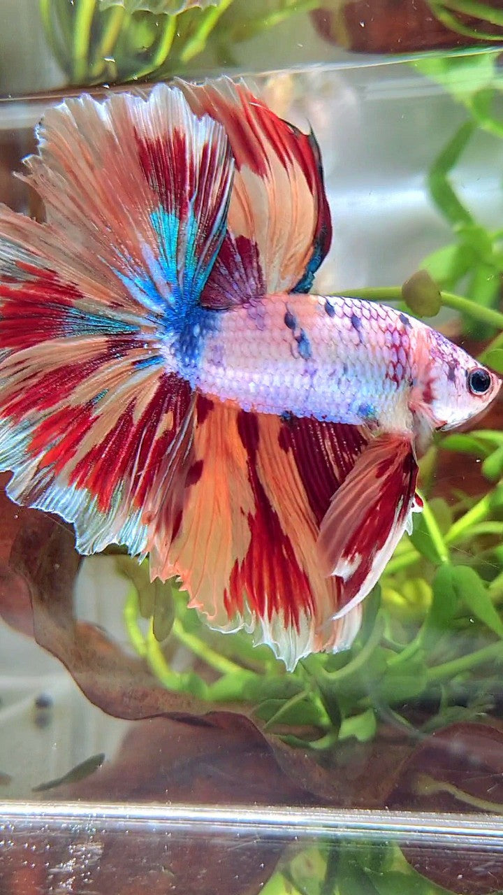 XL HALFMOON ROSETAIL CANDY NEMO FIRE PATTERN MULTICOLOR BETTA FISH