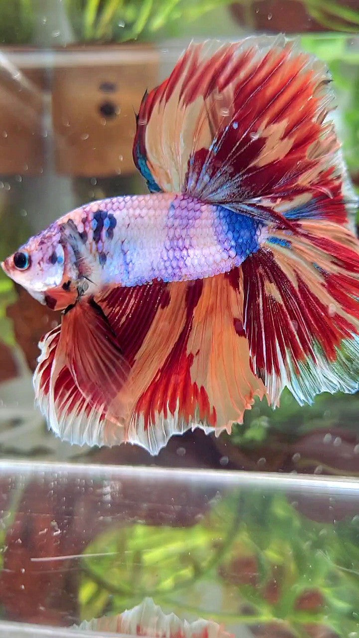 XL HALFMOON ROSETAIL CANDY NEMO FIRE PATTERN MULTICOLOR BETTA FISH