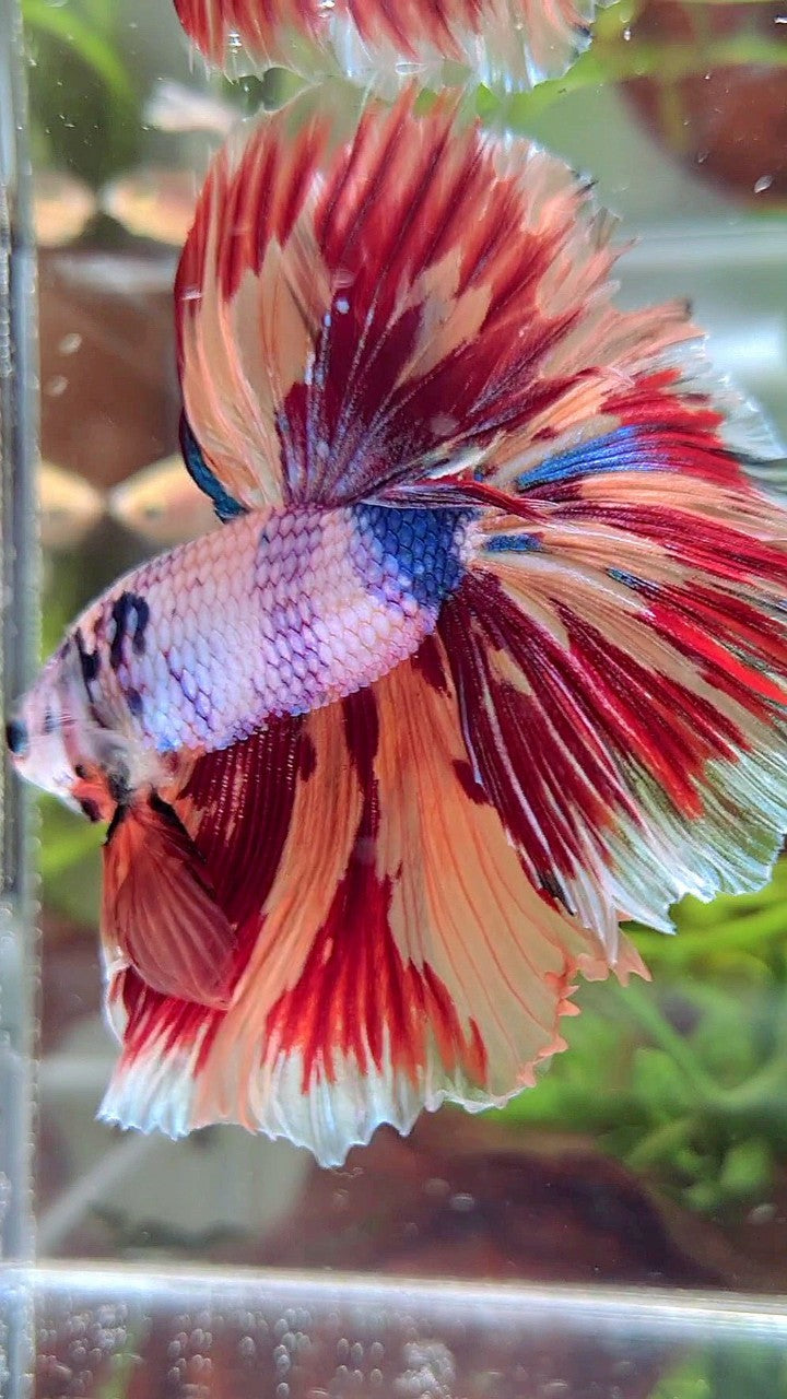 XL HALFMOON ROSETAIL CANDY NEMO FIRE PATTERN MULTICOLOR BETTA FISH