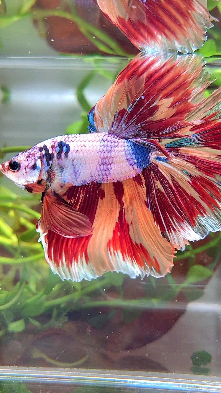 XL HALFMOON ROSETAIL CANDY NEMO FIRE PATTERN MULTICOLOR BETTA FISH