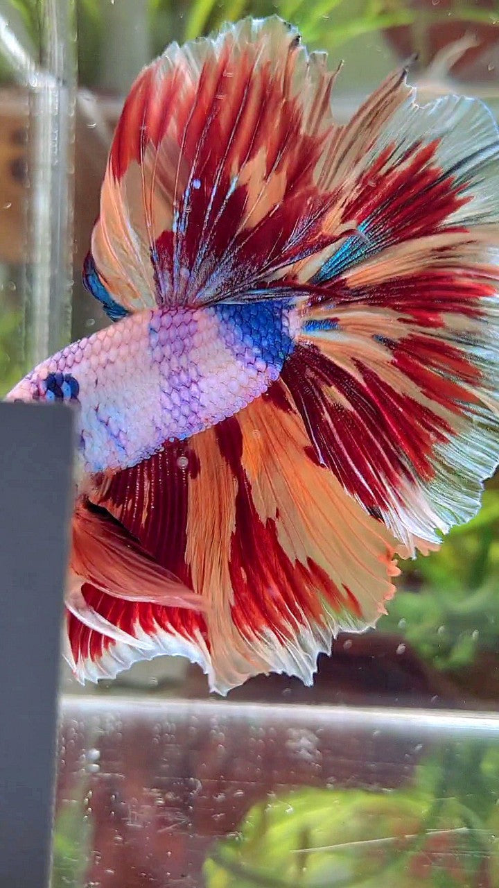 XL HALFMOON ROSETAIL CANDY NEMO FIRE PATTERN MULTICOLOR BETTA FISH