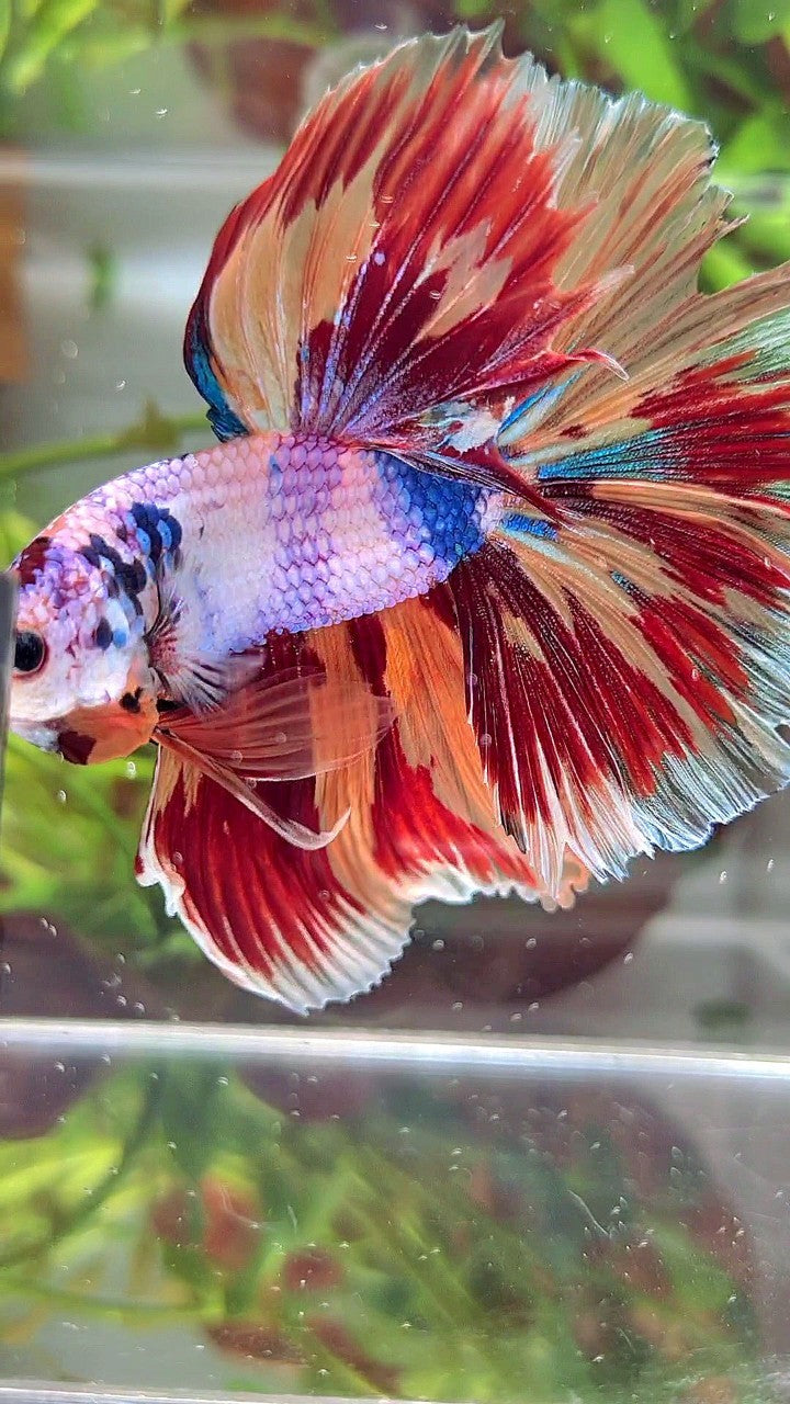 XL HALFMOON ROSETAIL CANDY NEMO FIRE PATTERN MULTICOLOR BETTA FISH