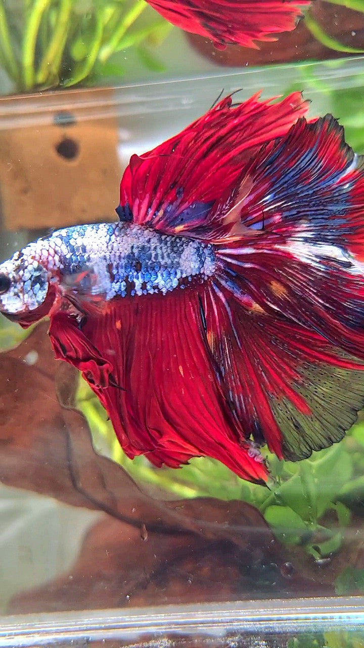 XL HALFMOON ROSETAIL RED BLUE FANCY MULTICOLOR BETTA FISH