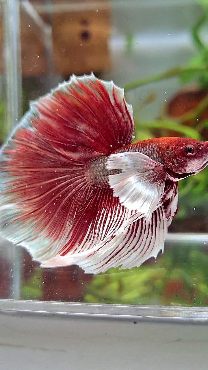 HALFMOON SUPER DUMBO EAR RED COPPER BETTA FISH