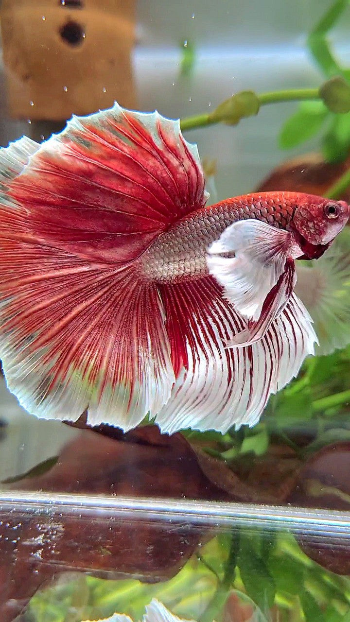 HALFMOON SUPER DUMBO EAR RED COPPER BETTA FISH