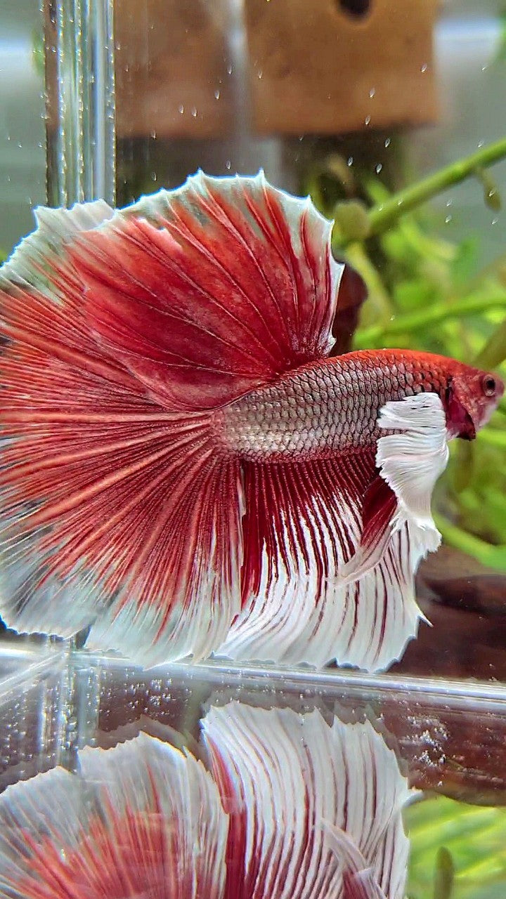 HALFMOON SUPER DUMBO EAR RED COPPER BETTA FISH