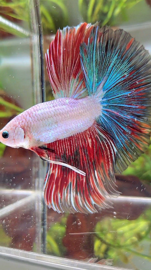 XL HALFMOON OVERTAIL BLUE RED RIM FANCY MULTICOLOR BETTA FISH