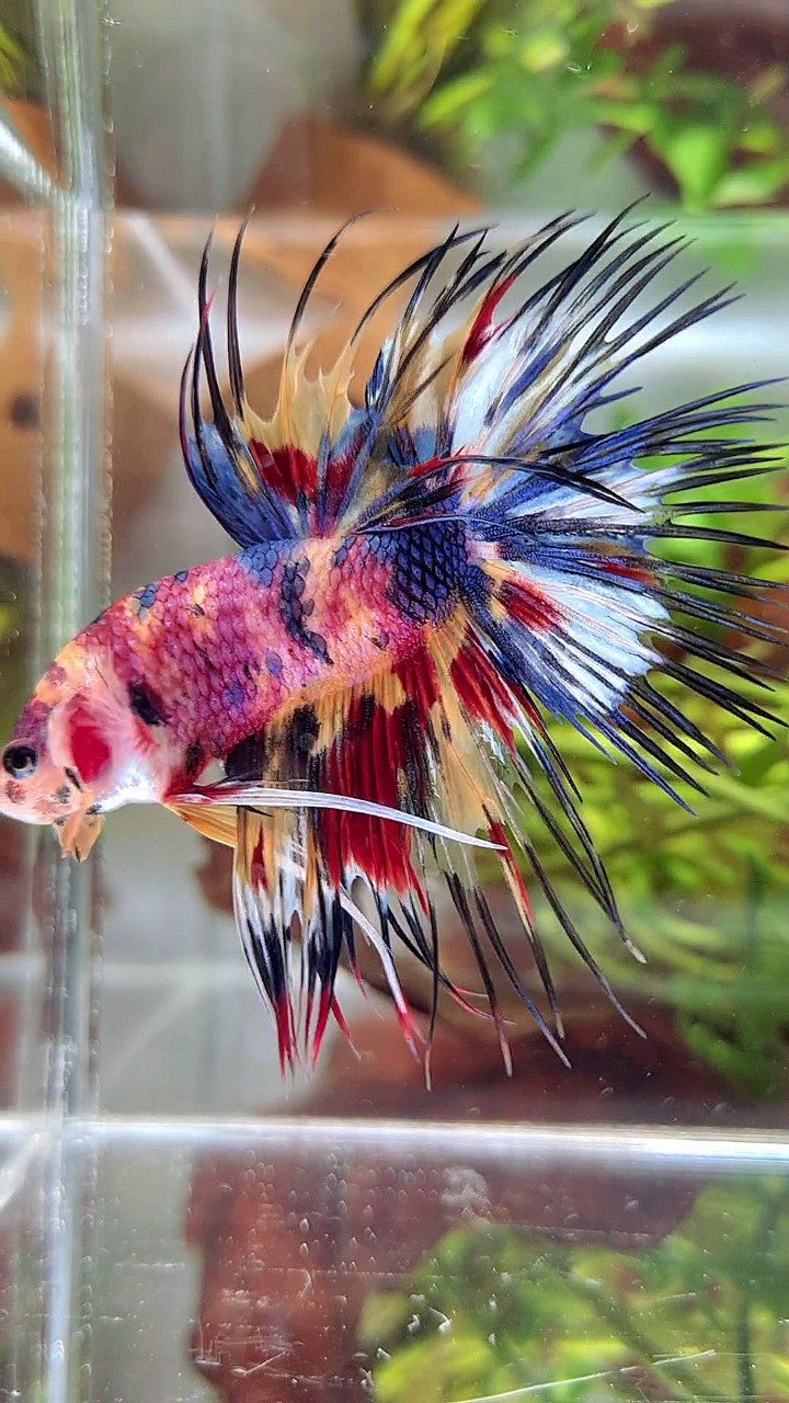 XL CROWNTAIL RAINBOW CANDY YELLOW MULTICOLOR BETTA FISH