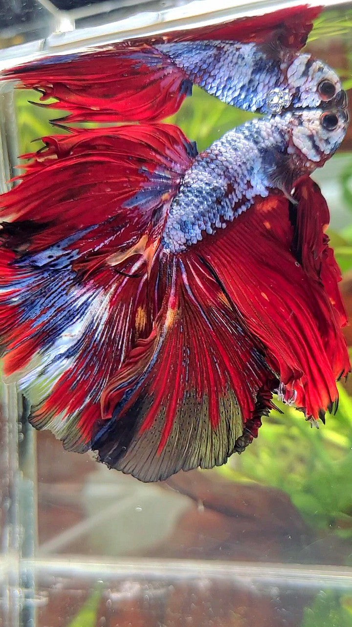 XL HALFMOON ROSETAIL RED BLUE FANCY MULTICOLOR BETTA FISH