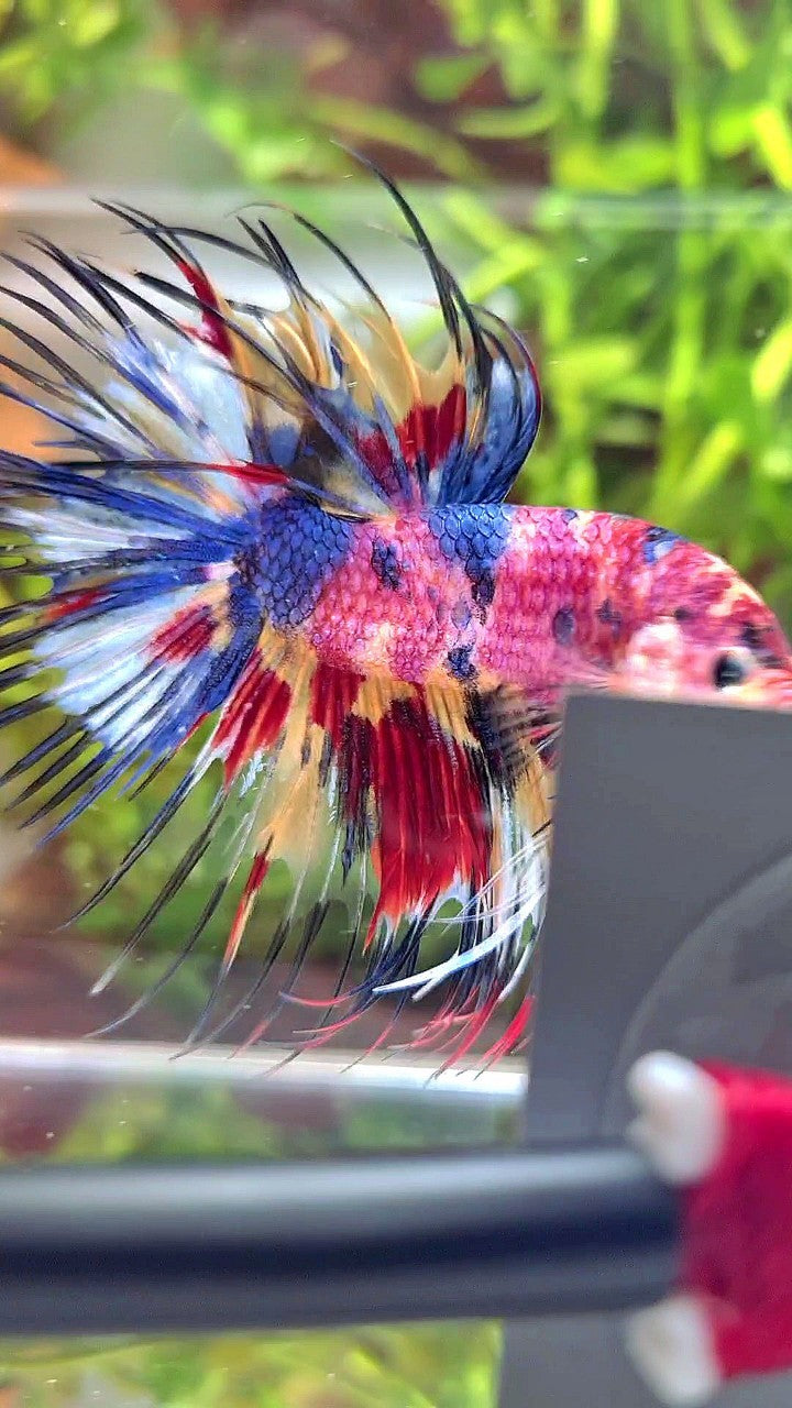 XL CROWNTAIL RAINBOW CANDY YELLOW MULTICOLOR BETTA FISH