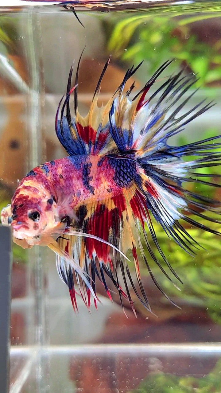 XL CROWNTAIL RAINBOW CANDY YELLOW MULTICOLOR BETTA FISH