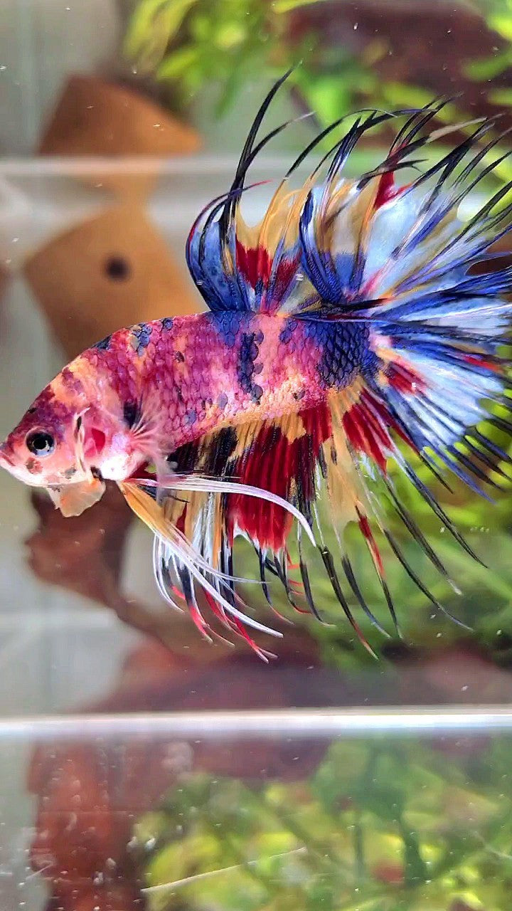 XL CROWNTAIL RAINBOW CANDY YELLOW MULTICOLOR BETTA FISH