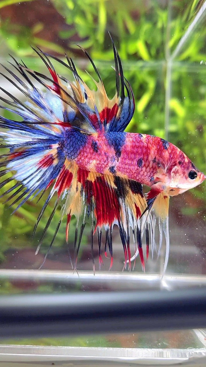 XL CROWNTAIL RAINBOW CANDY YELLOW MULTICOLOR BETTA FISH