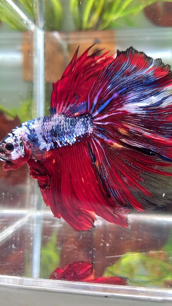 XL HALFMOON ROSETAIL RED BLUE FANCY MULTICOLOR BETTA FISH