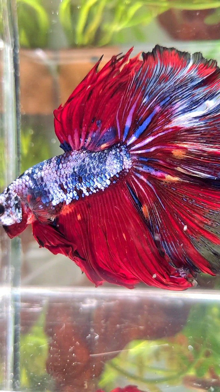 XL HALFMOON ROSETAIL RED BLUE FANCY MULTICOLOR BETTA FISH