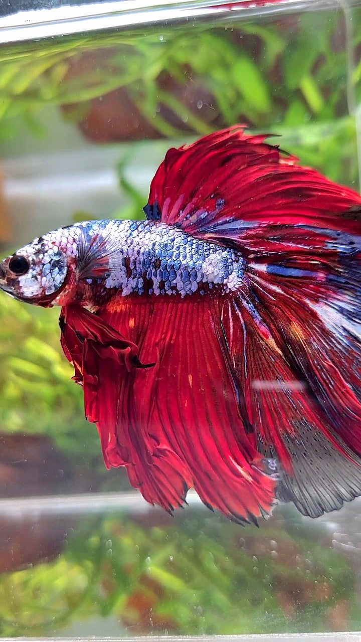 XL HALFMOON ROSETAIL RED BLUE FANCY MULTICOLOR BETTA FISH