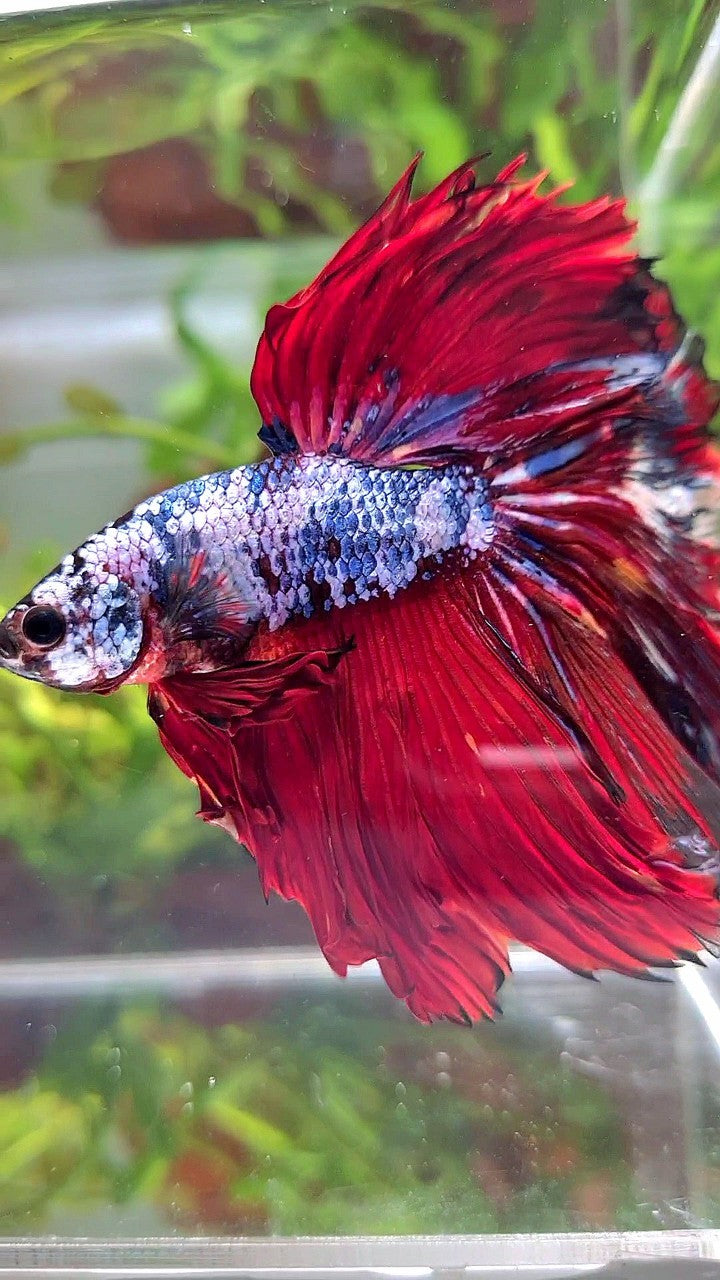 XL HALFMOON ROSETAIL RED BLUE FANCY MULTICOLOR BETTA FISH