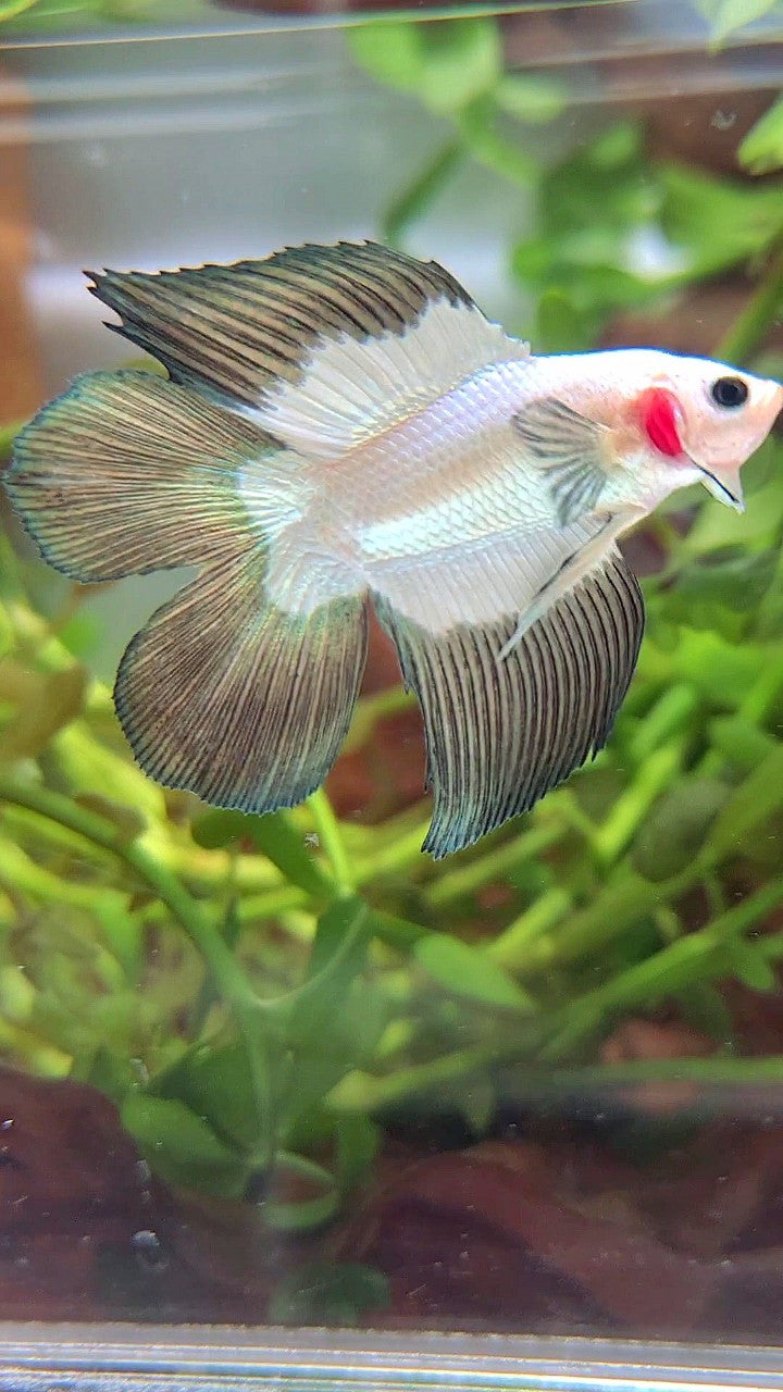 Dopper Fish LUXURY HALFMOON DOUBLE TAIL COPPER RIM BETTA FISH – Rare Betta Fish Store