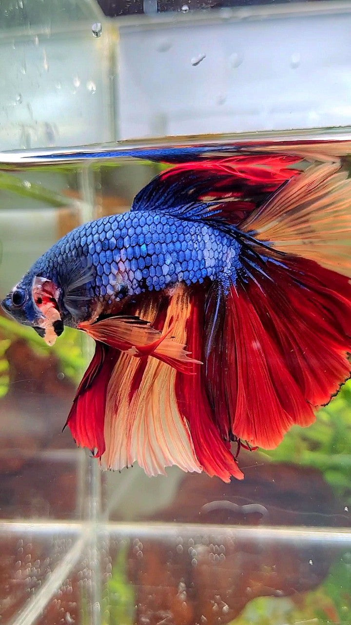 XL HALFMOON ROSETAIL BLUE FANCY NEMO MULTICOLOR BETTA FISH